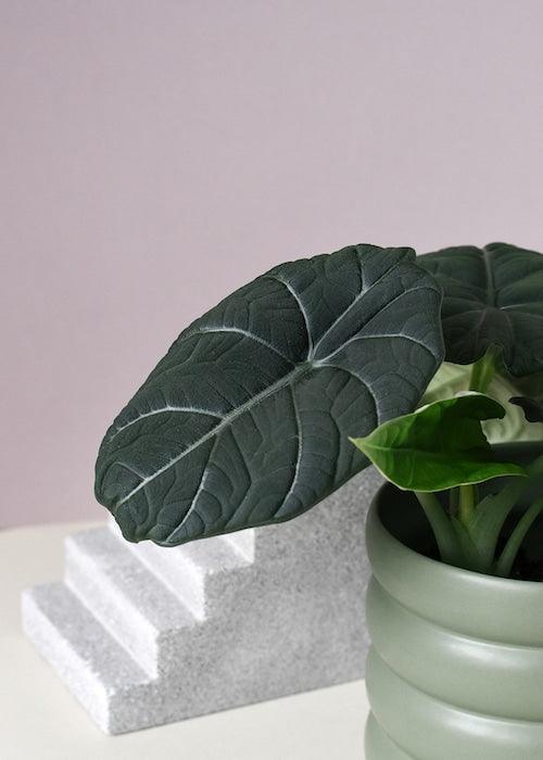 Alocasia 'Maharani' Baby -  Plant Circle.