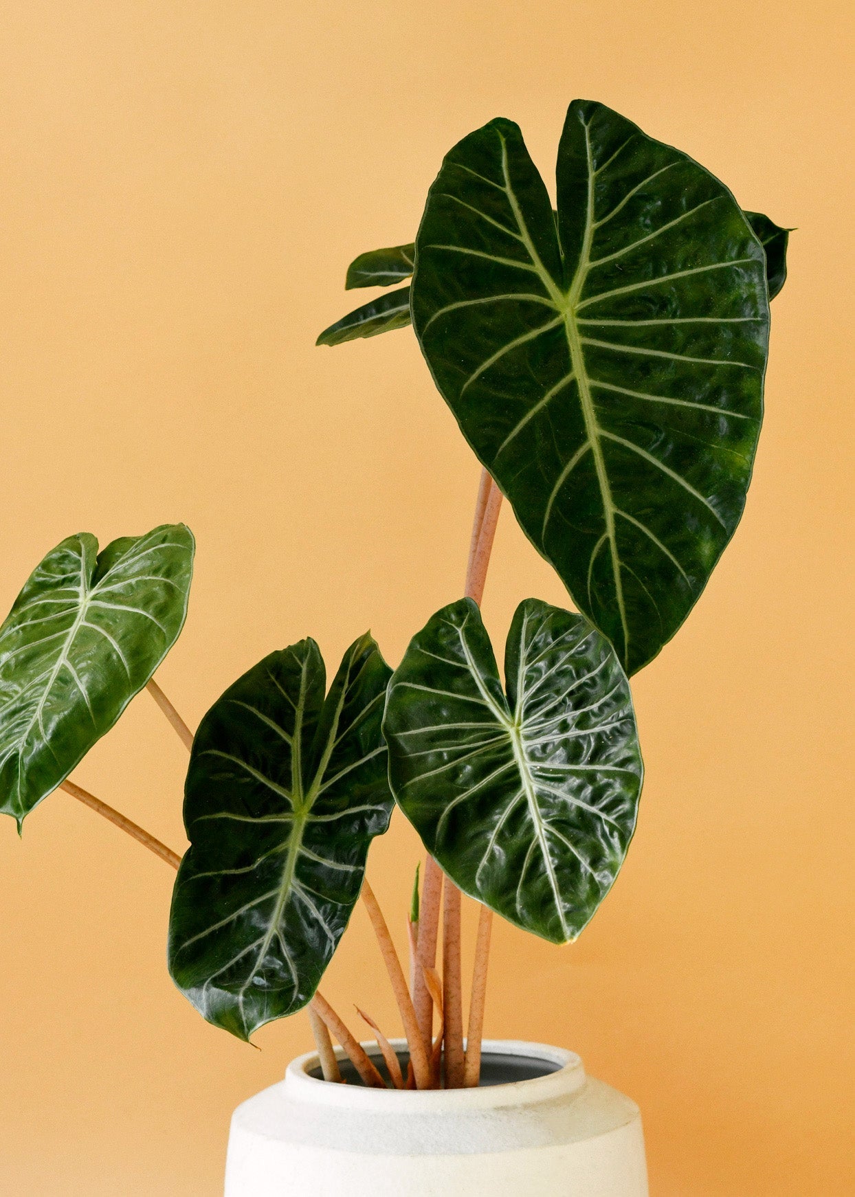 Healthy Alocasia	Pink Dragon M by Plant Circle. A perfect alocasia	pink dragon m by plant circle for your indoor houseplant collection.