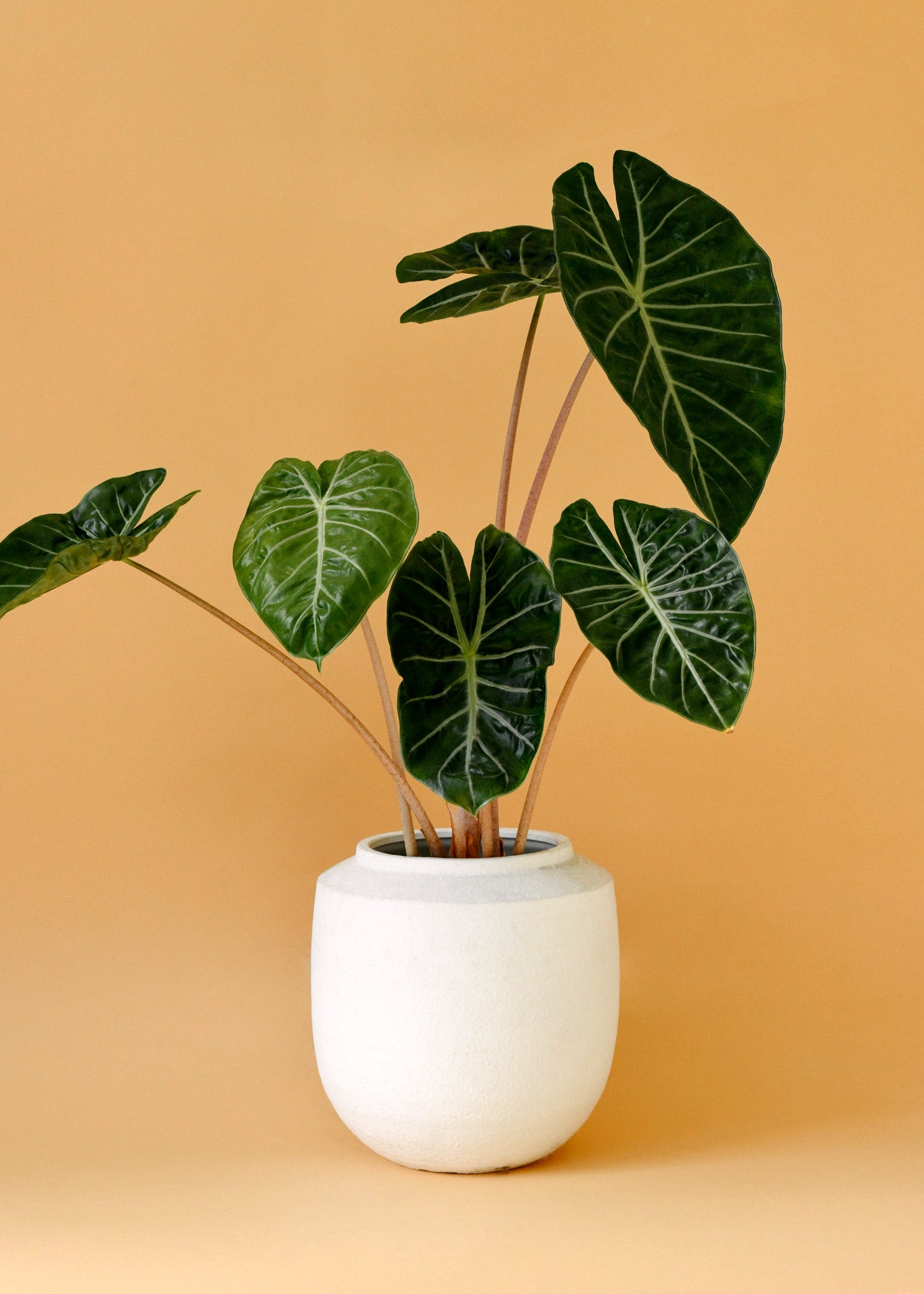 Healthy Alocasia	Pink Dragon M by Plant Circle. A perfect alocasia	pink dragon m by plant circle for your indoor houseplant collection.