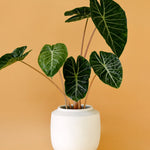 Healthy Alocasia	Pink Dragon M by Plant Circle. A perfect alocasia	pink dragon m by plant circle for your indoor houseplant collection.