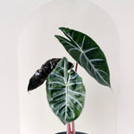 Alocasia Pink Dragon L by Plant Circle -  Plant Circle.
