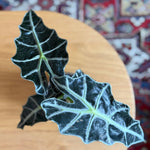Große Blätter der Alocasia 'Polly' von oben fotografiert (P17)