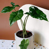 Potted alocasia portodora on a terrazzo-patterned surface with a brown wall background