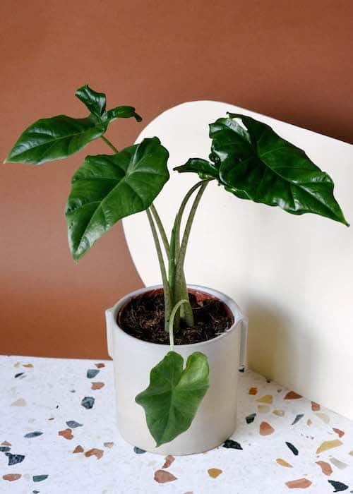 Potted alocasia portodora on a terrazzo-patterned surface with a brown wall background