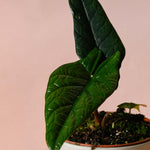 Alocasia Scalprum Baby