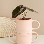 Alocasia Suhirmaniana 'Red Petiole'