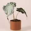 rare alocasia venom plant in a terra cotta ceramic planter on a soft pink background