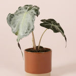 rare alocasia venom plant in a terra cotta ceramic planter on a soft pink background