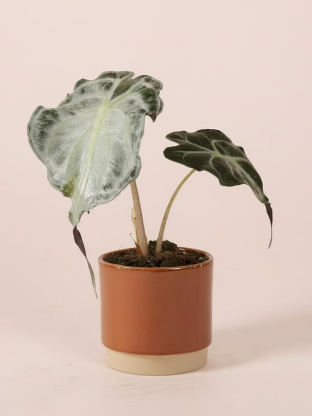 rare alocasia venom plant in a terra cotta ceramic planter on a soft pink background