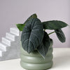 alocasia maharani plant circle