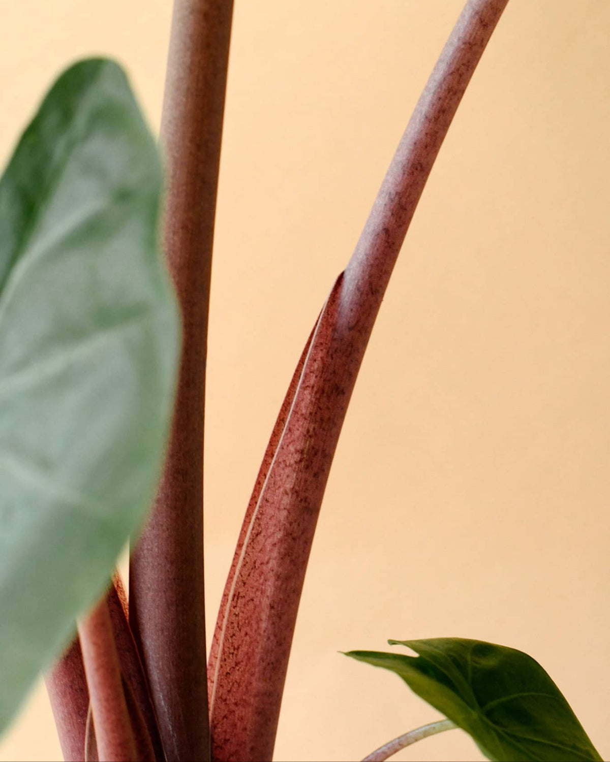 Alocasia Imperial Red 