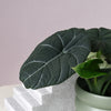 Alocasia Melo Baby