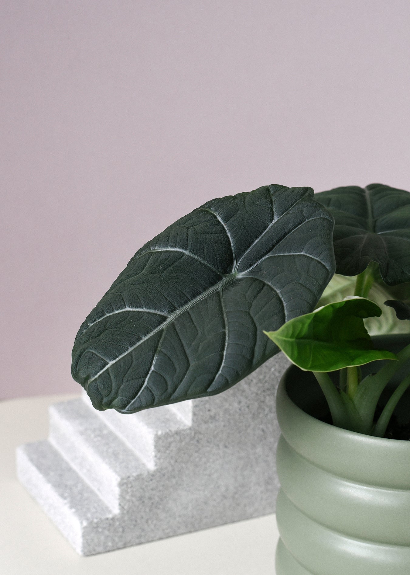 Alocasia Melo Baby