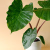 Alocasia Imperial Red 