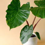 Alocasia Imperial Red 