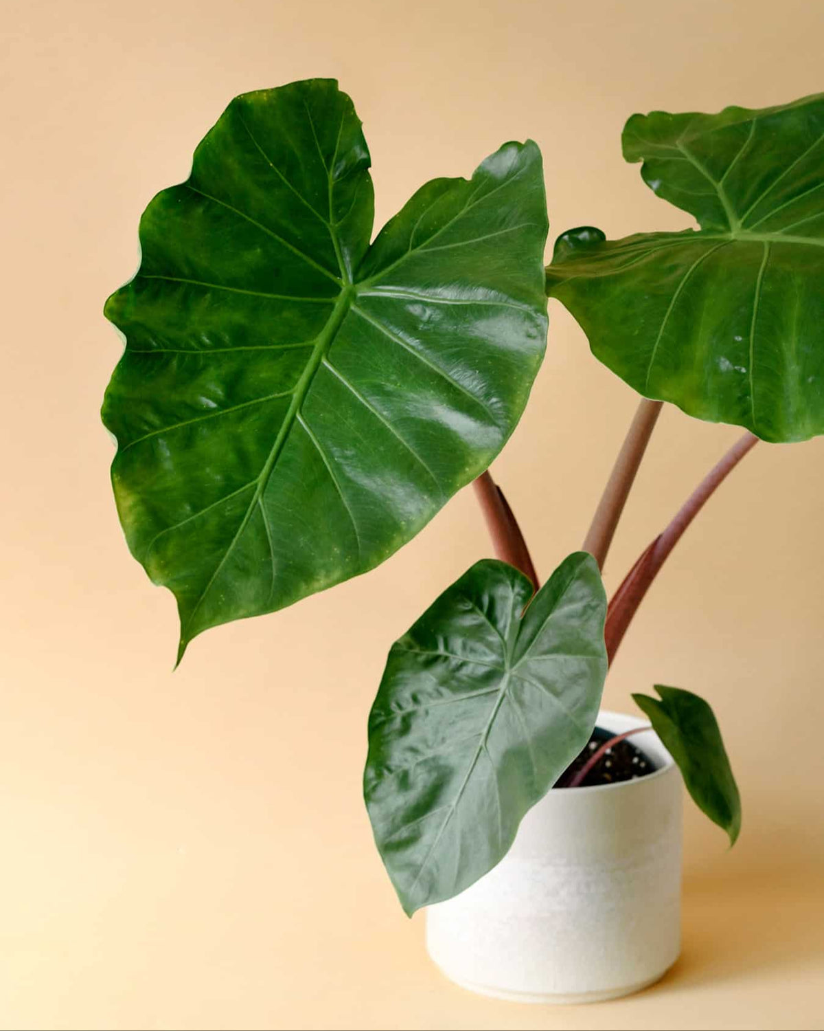 Alocasia Imperial Red 