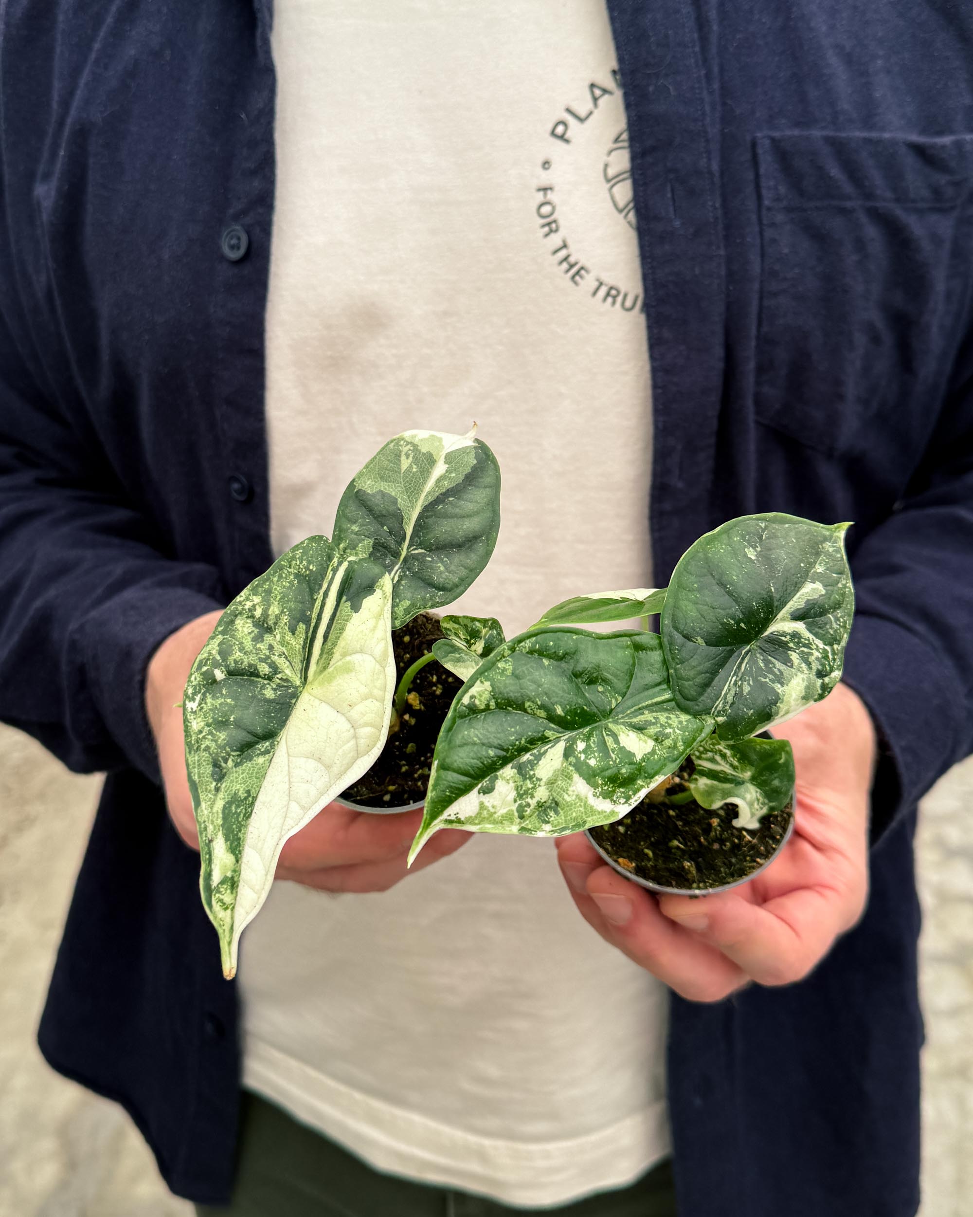 Person holding multiple Alocasia ‘Dragon Scale’ Albo baby plants showing unique white and green variegation.
