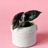 Alocasia Azlanii 