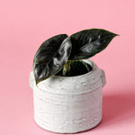 Alocasia Azlanii 