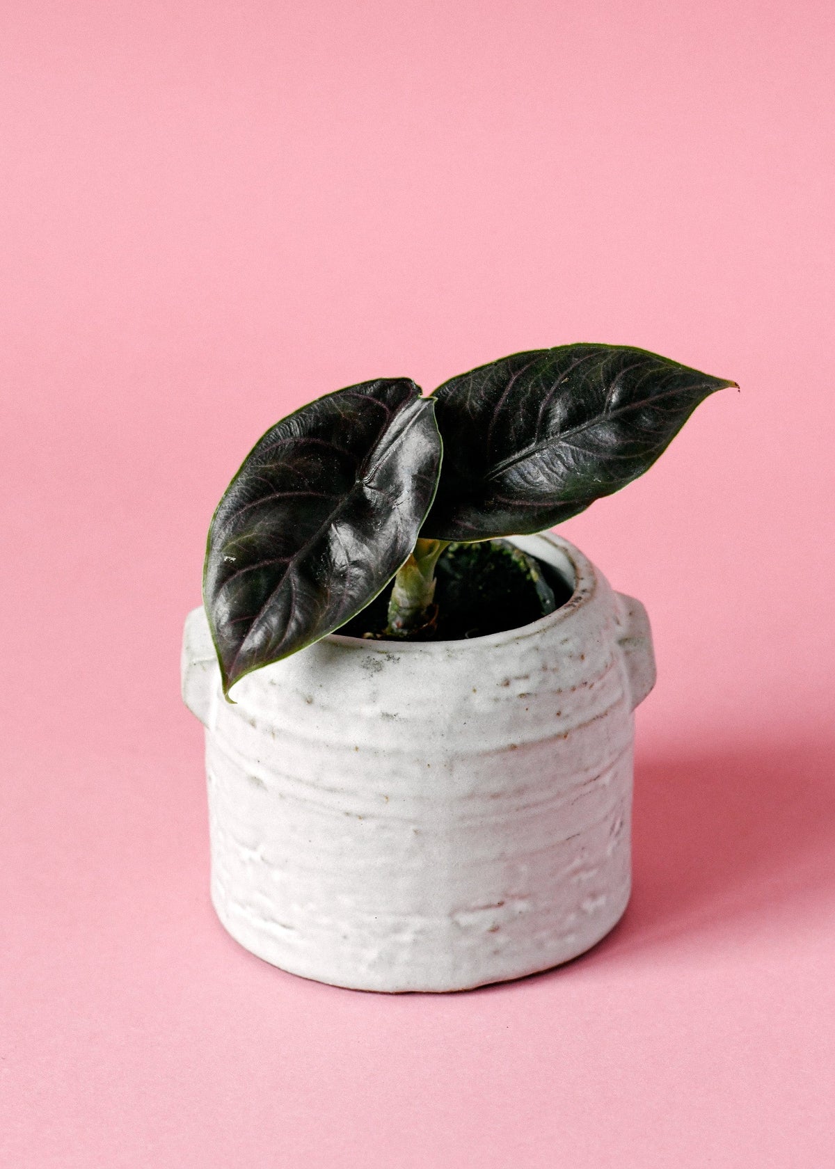 Alocasia Azlanii 