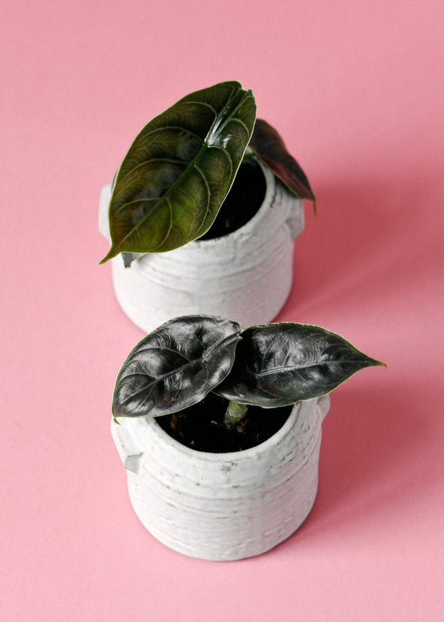 Alocasia Azlanii Baby – Baby, Approx. 8.0cm height – 6.0cm Pot Default Title 1