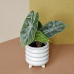 Alocasia Baginda 'Pink Dragon' Baby – Baby, Approx. 12.0cm height – 6.0cm Pot Default Title 1