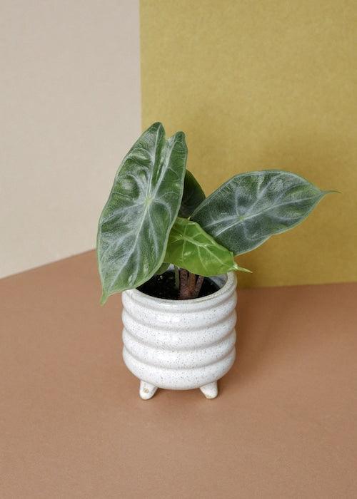 Alocasia Baginda 'Pink Dragon' Baby – Baby, Approx. 12.0cm height – 6.0cm Pot Default Title 1