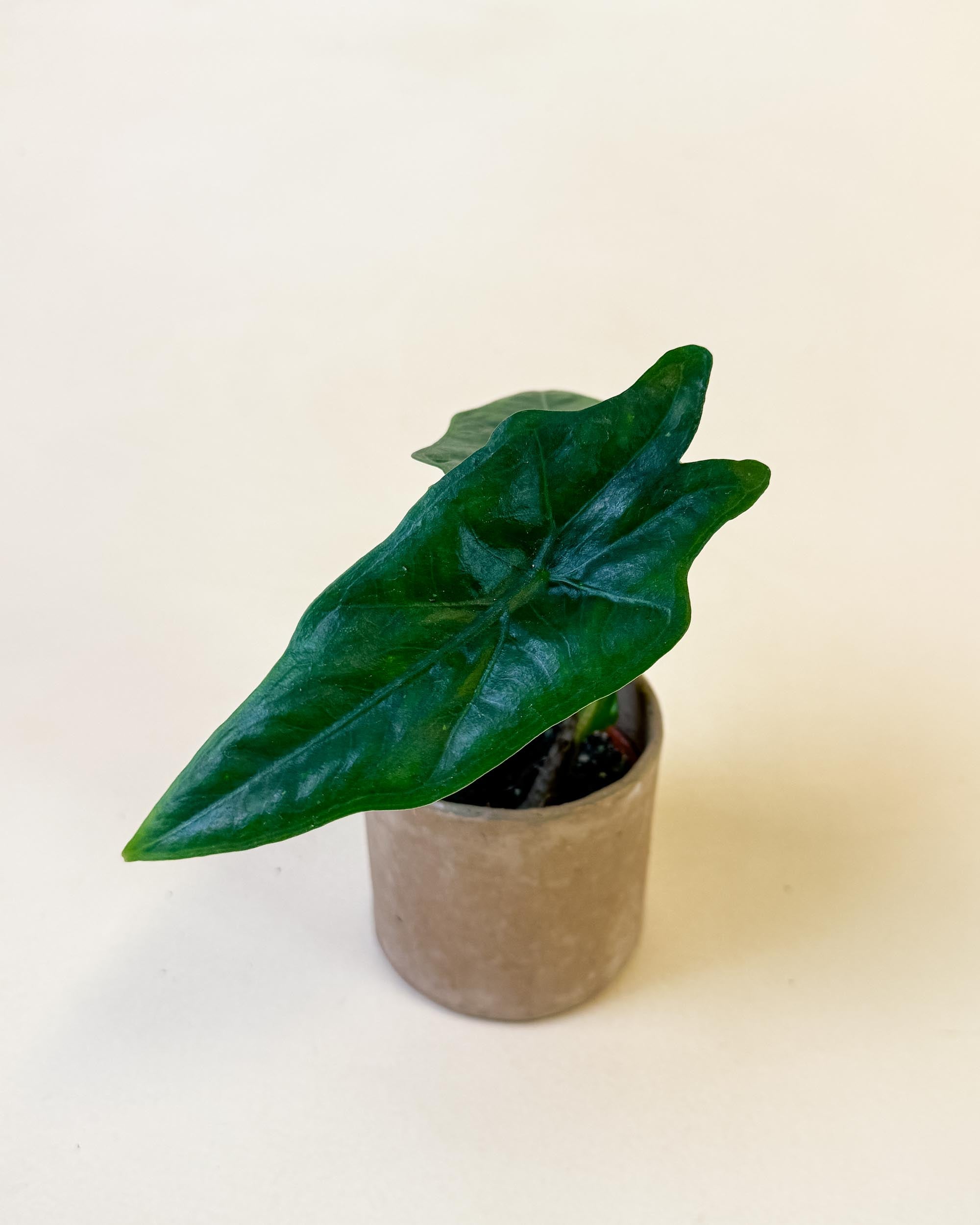 Alocasia ‘Batwing’ baby plant in small pot with upright stems and uniquely shaped dark green foliage.
