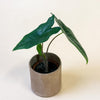 Healthy Baby Alocasia nycteris ‘Batwing’ in textured brown pot with narrow, wing-shaped dark green leaves.
