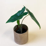 Healthy Baby Alocasia nycteris ‘Batwing’ in textured brown pot with narrow, wing-shaped dark green leaves.
