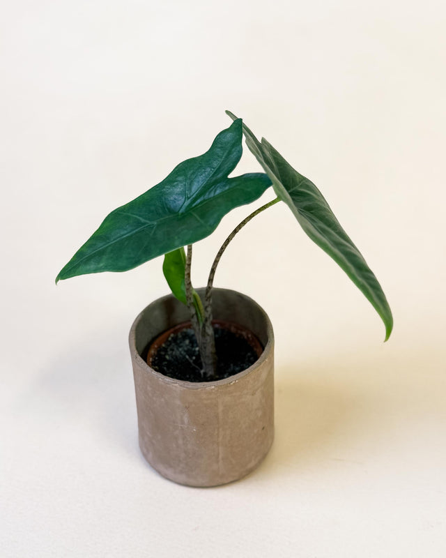 Healthy Baby Alocasia nycteris ‘Batwing’ in textured brown pot with narrow, wing-shaped dark green leaves.
