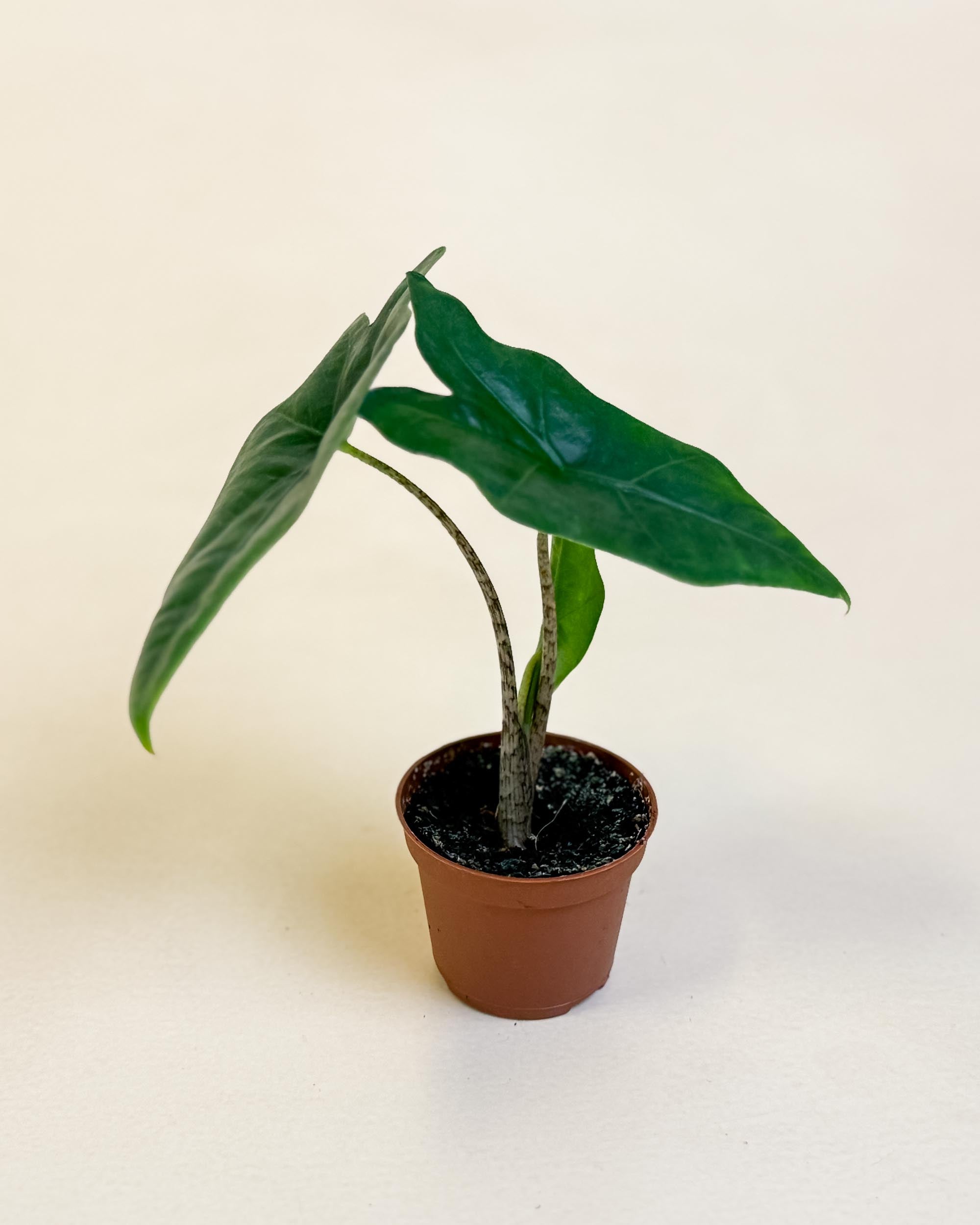 Side view of baby Alocasia nycteris ‘Batwing’ in nursery pot with pointed, angular leaves.
