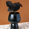 Alocasia Infernalis 'Black Magic' Baby
