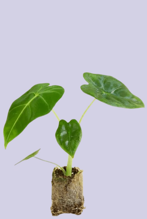 alocasia frydek plug