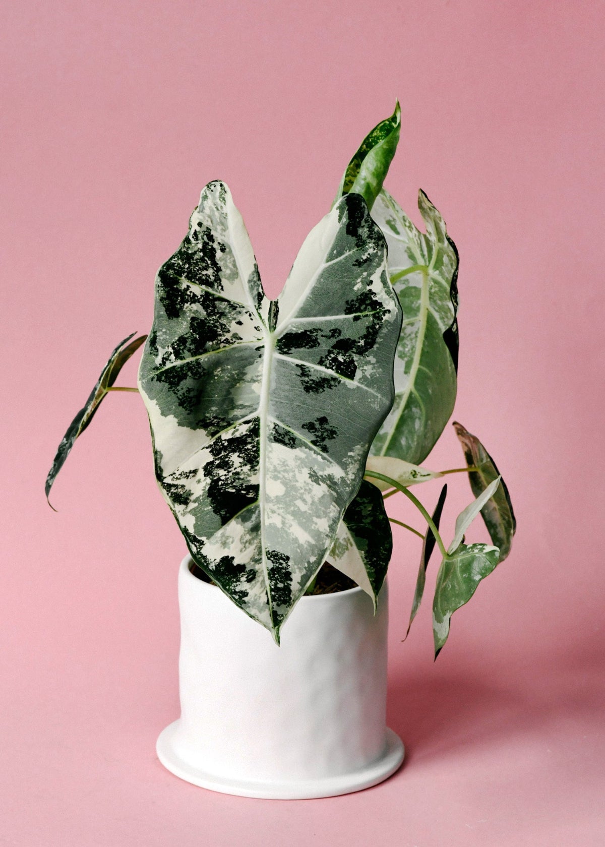 Alocasia Frydek Variegata 