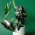 Alocasia Frydek Variegata M – Medium, Approx. 25.0cm height – 12.0cm Pot Default Title 1