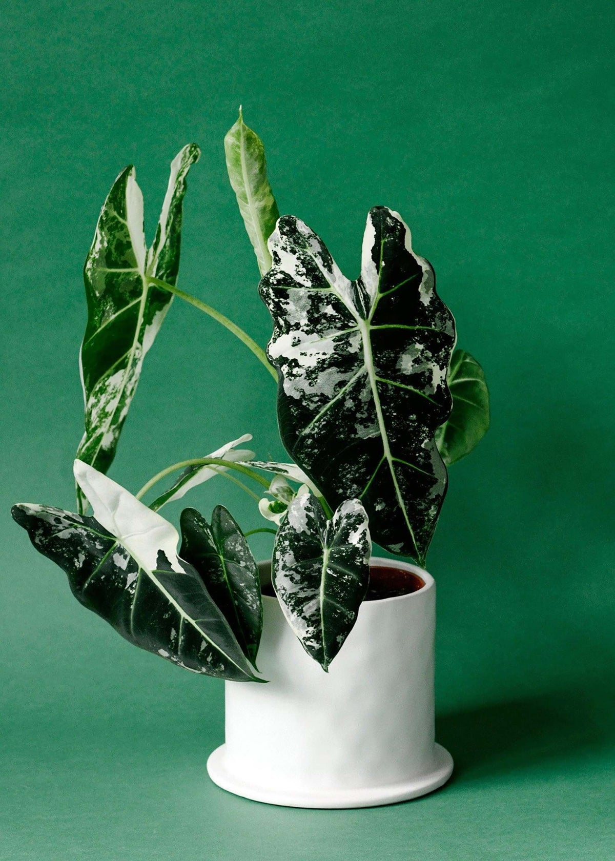 Alocasia ‘Frydek Variegata’ with striking green and white marbled foliage in a white ceramic pot on a green background