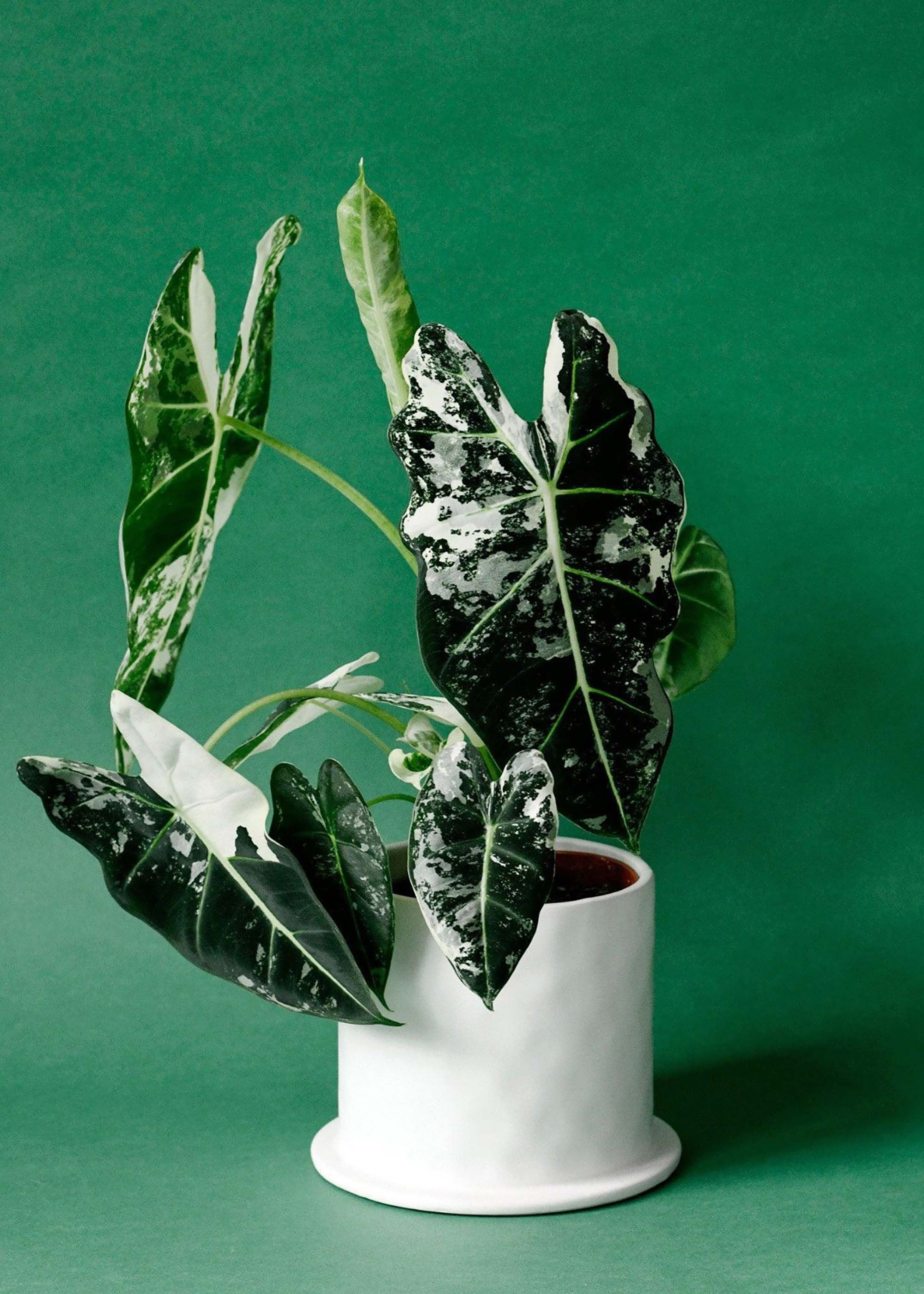 Alocasia ‘Frydek Variegata’ with striking green and white marbled foliage in a white ceramic pot on a green background