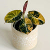 Alocasia ‘Black Velvet Gold Aurea’ Baby