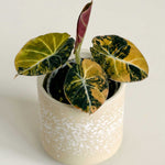 Alocasia ‘Black Velvet Gold Aurea’ Baby