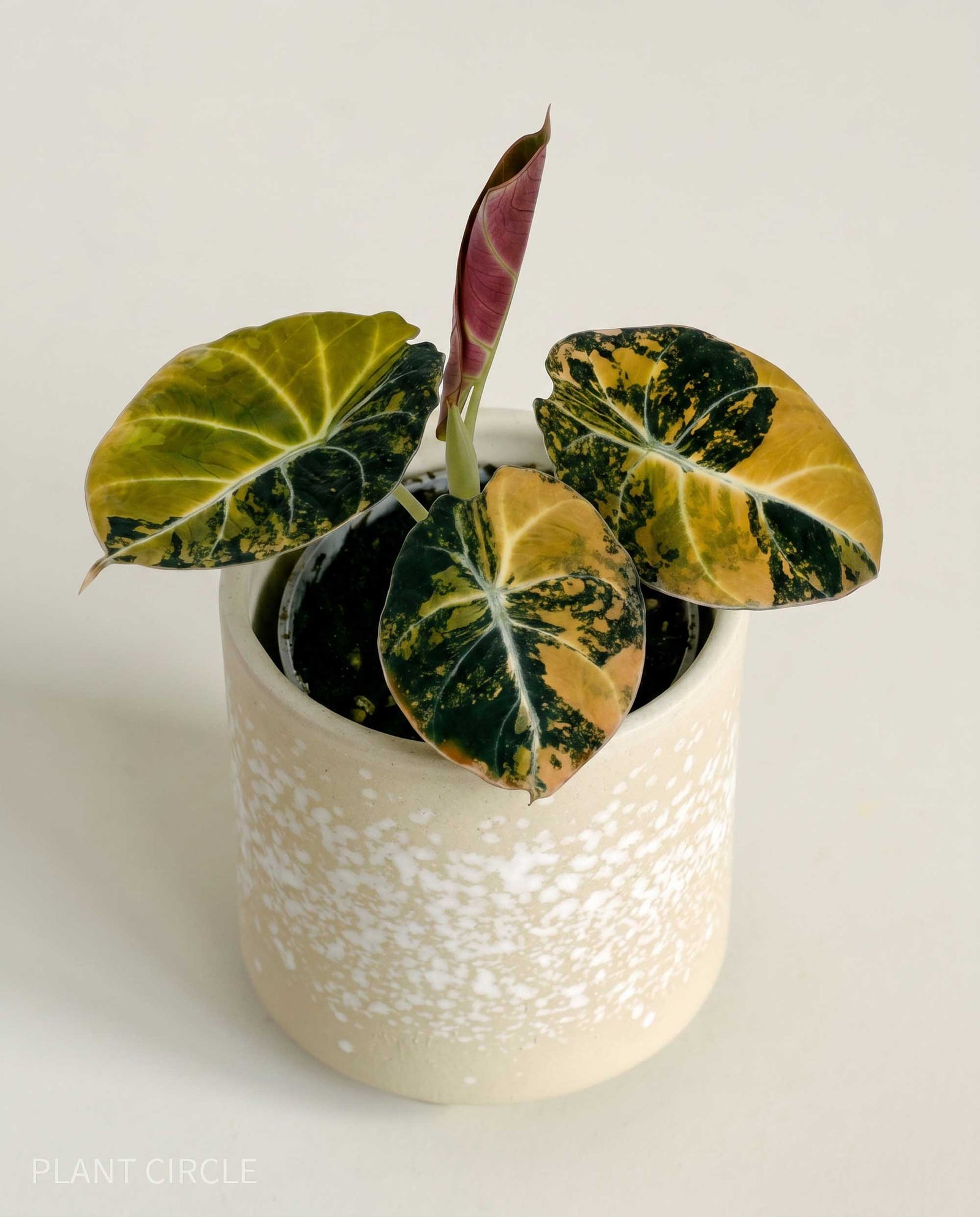 Alocasia ‘Black Velvet Gold Aurea’ Baby