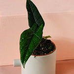 Alocasia Scalprum M – Medium, Approx. 30.0cm height – 14.0cm Pot Default Title 1