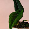 Alocasia Scalprum Baby