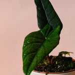 Alocasia Scalprum Baby