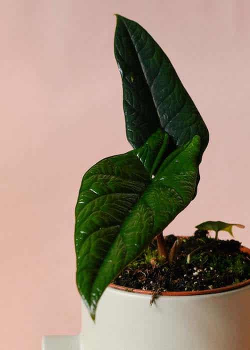 Alocasia Scalprum Medium