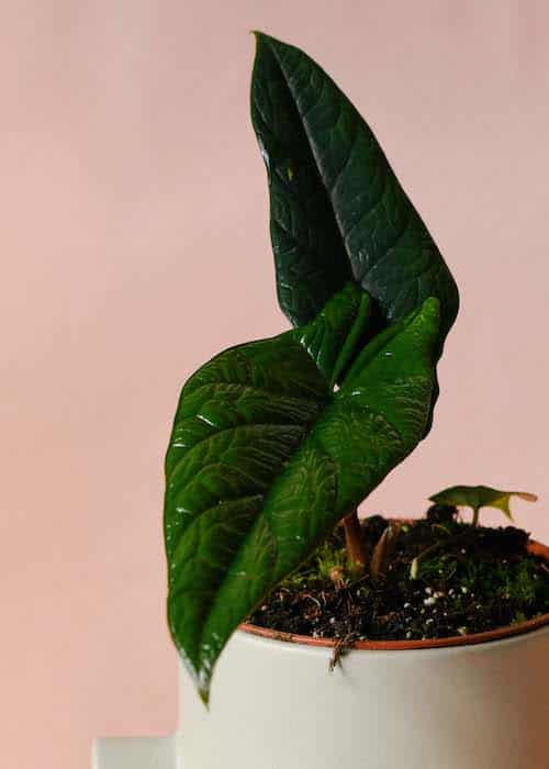 alocasia_green_3