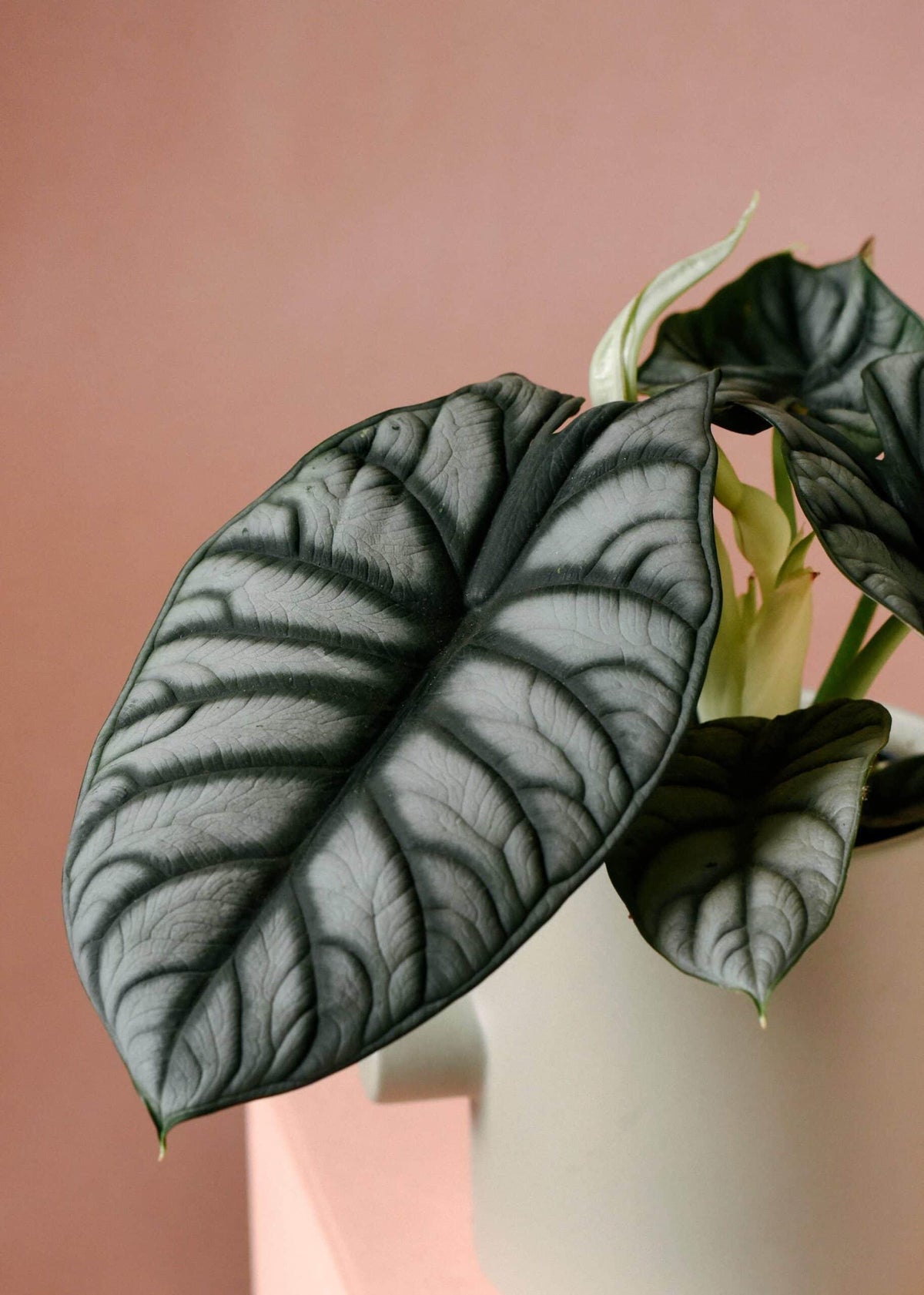 Alocasia Silver Dragon