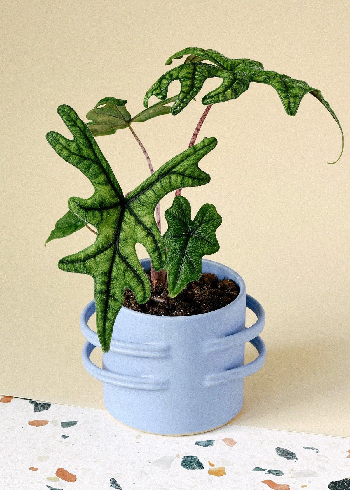 Healthy Alocasia Jacklyn M by Plant Circle. A perfect alocasia jacklyn m by plant circle for your indoor houseplant collection.