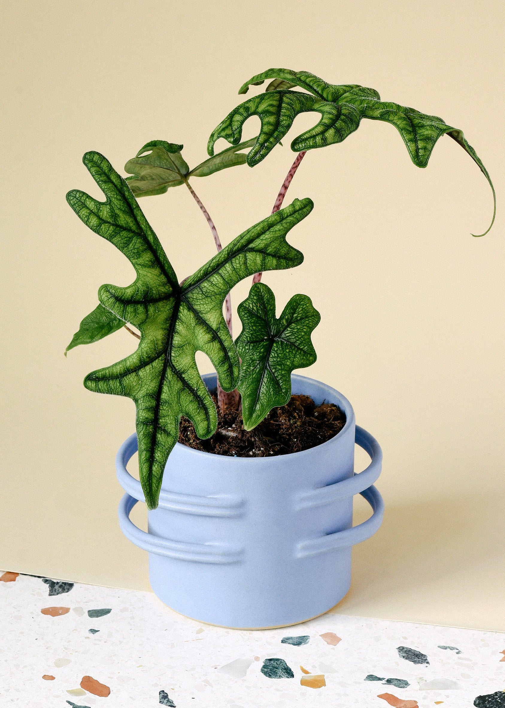 alocasia jacklyn by plant circle