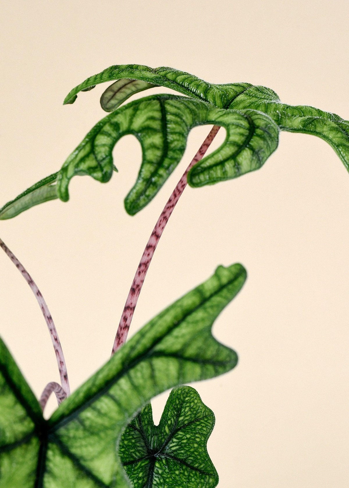 Healthy Alocasia Jacklyn M by Plant Circle. A perfect alocasia jacklyn m by plant circle for your indoor houseplant collection.